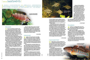 AMAZONAS Magazine’s Species Snapshots bring you the newest, hottest and most arcane freshwater aquarium fish from around the globe. Setting the international benchmark for what's in, this issue's installment includes Badis laspiophilus, Ambassis interrupta, the sleeper goby Mogurnda cingulata “Mimika”, the Chain Danio (Danio sysphigmatus), the Gulf Coast Pygmy Sunfish (Elassoma gilberti), and an interesting relative of the White Cloud Mountain Minnow, Tanichthys sp. “Da Nang”. Get all the details exclusively in the newest issue of AMAZONAS Magazine.