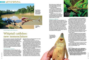 You thought you knew Sturisoma. Well, welcome Sturisomatichthys to your arsenal. And that's just the beginning of our Aquatic Notebook! Turn the pages for stories about miniature Sleeper Gobies and Rare Corydoras catfishes.