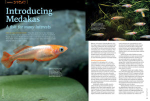The Japanese Ricefish (Oryzias latipes) is not among the challenging aquarium fishes. These small, colorful fish take virtually anything in their stride and reward you with offspring without too much coaxing. Interested? Introducing Medakas, A fish for many interests - by Friedrich Bitter.