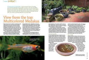 When is the last time you thought about how a fish would appear when viewed from above? "View from the top: Multicolored Medakas," illustrates how these diminutive jewels are ready to fill the growing niche for paludarium and patio pond fish.