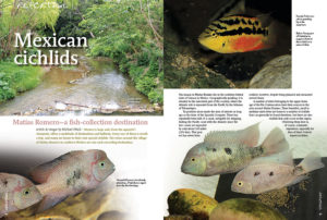 "Mexico is large and, from the aquarist’s viewpoint, offers a multitude of destinations and habitats. Every one of them is worth a trip, and many are home to their own special cichlids. The rivers around the village of Matías Romero in southern Mexico are one such rewarding destination." Join Michael Pilack as he transports you to the southwestern Mexican state of Oaxaca in search of unique Central American Cichlids.
