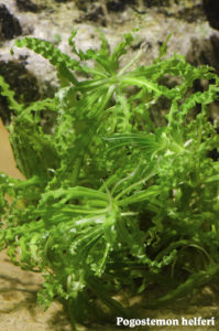Pogostemon helferi "Little Star Plant"