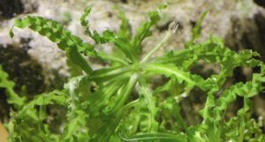Pogostemon helferi "Little Star Plant"