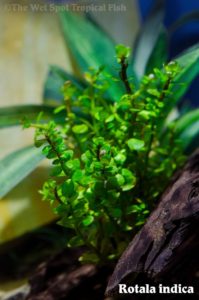 Rotala indica, a slow-growing plant that's worth the effort, especially in certain situations where it excels.