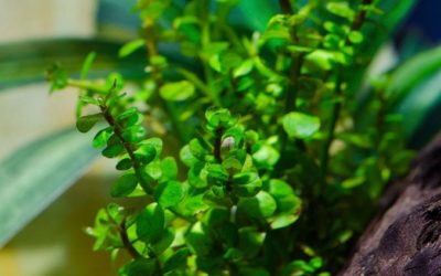 Plant Spotlight: Rotala indica