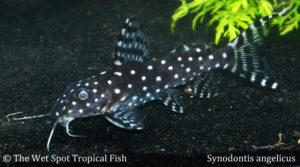 Synodontis angelicus
