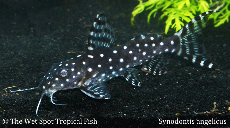 Squeaky Clean: Three Excellent Synodontis Species For Your