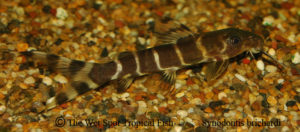 Synodontis bichardi