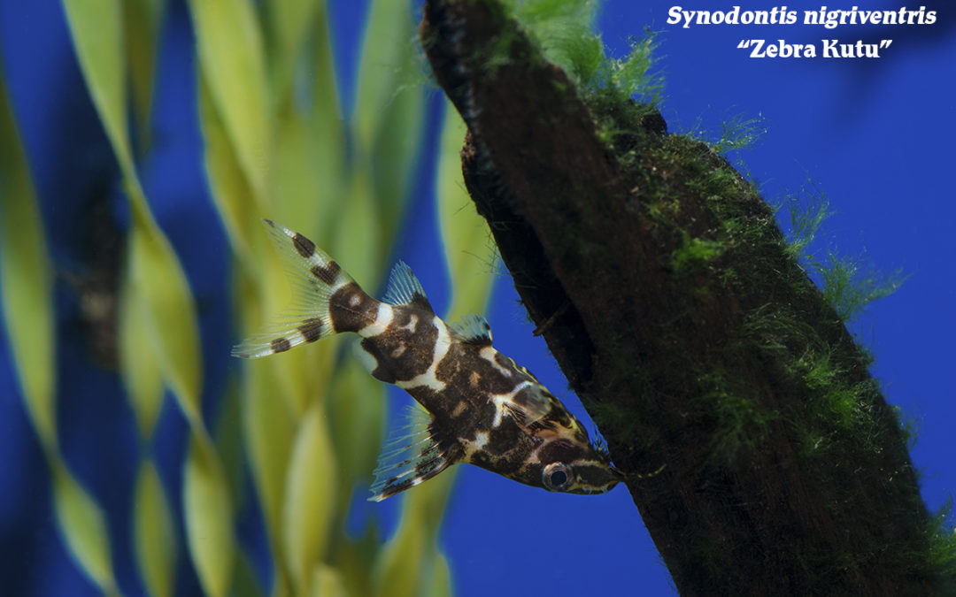 Squeaky Clean: Three Excellent Synodontis Species For Your Aquarium