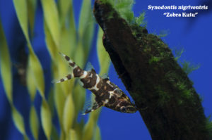 Synodontis nigriventris "Zebra Kutu"