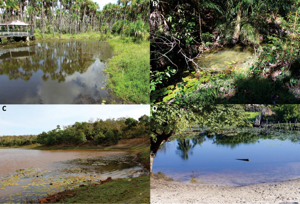 Collecting sites of Hyphessobrycon piorskii sp. n. A. stream at the Anapurus municipality B. stream at Mata de Itamacaoca C. stream at Mata de Itamacaoca D. stream at Mata Fome, Barreirinhas municipality (photographed by Felipe Ottoni). CC BY 4.0