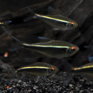 Black Neon Tetras, Hyphessobrycon herbertaxelrodi, are just one example of the many peaceful, shoaling Tetra species that perform well even in the hands of inexperienced aquarium keepers. Image credit: Matt Pedersen
