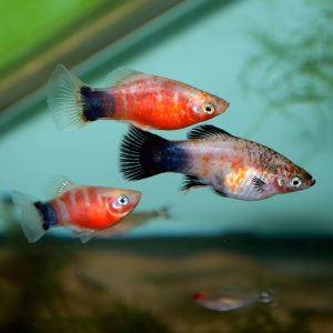 Another example of the domesticated Platy, these fish being examples of a "wag" (black-finned) variant of the Red Tiger or Bleeding Heart color strain.