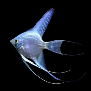 A gorgeous aquarium-strain of Blue Ghost Angelfish, Pterophyllum scalare, can make a captivating, if sometimes somewhat pricier centerpiece. However, Angelfish like this require larger aquariums (a 20 gallon high is generally recommended for a single pair) and can become aggressive with age, particularly when breeding. For these reasons, you wouldn't make this your first fish, but you could plan your aquarium around a centerpiece like this. Image credit: Matt Pedersen