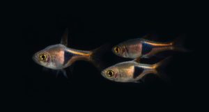 This peaceful schooling fish is the Harlequin Rasbora, Trigonostigma heteromorpha, which our friends at SeriouslyFish.com call an "unreserved recommendation for those new to fishkeeping."