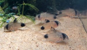 Corydoras panda, the aptly named Panda Corydoras catfish, represents one of the hardier species among this benign, easy going group of bottom dwellers. Captive-bred, farm-raised Cory Cats are well-suited for beginners once their aquariums are established. Image credit: Ann Whitman.