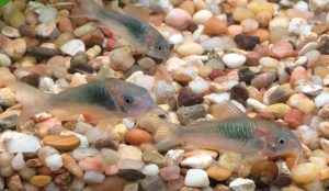 Corydoras aeneus, the Bronze Cory Cat, a perennial favorite of beginners and veterans alike.