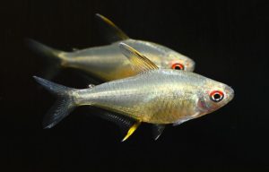 If the gaudy colors of a domesticated fish like the Platy don't suit your tastes, the natural beautify of a peaceful fish like this Lemon Tetra, Hyphessobrycon pulchripinnis, may be more to your liking. Image credit: Matt Pedersen