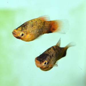 Domesticated Platies are available in a nearly endless array of color choices.