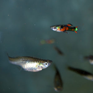 A pair of Red Chest Endler's Livebearers, suitable for beginning aquarists. The colorful male is above right, the larger, drab female, is below left. When properly cared for, they can reward the hobbyist with live-born offspring that occasionally can even grow up right alongside their parents...provided there aren't any other fishes in the tank that may eat them! Image credit: Matt Pedersen