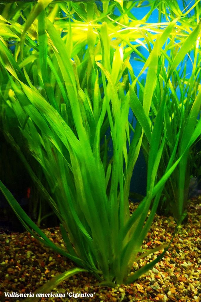 Vallisneria americana "Gigantea", aka. Jungle Val.