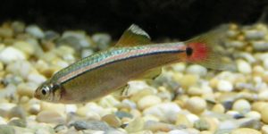 The White Cloud Mountain Minnow,Tanichthys albonubes, can thrive in a wide range of water conditions and temperatures, making it a prime candidate for one of the ideal aquarium fish species for a first-time aquarist. Image Credit: Sannse, CC BY 3.0