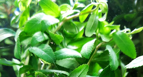 Plant Spotlight: “Mermaid’s Tail”, Proserpinaca palustris