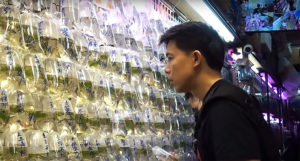 Hanging bags of fish are all about a "quick transaction" according to Mok-Yi Chow; it's a grab-and-go affair. Bag water appears to be pristine, and the fish in apparent good health. Turnover is said to be high in Hong Kong's bustling aquarium marketplace.