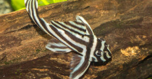 Hypancistrus zebra, the Imperial Zebra Pleco, is the subject of a new research survey.