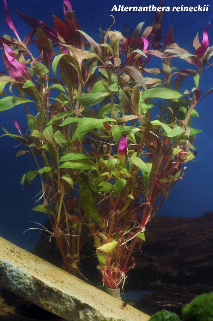 Alternatherea reineckii: Image courtesy Wet Spot Tropical Fish