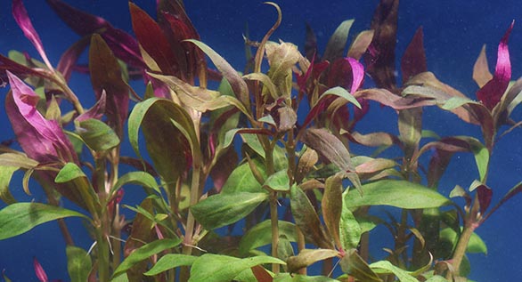 Plant Spotlight: Alternanthera reineckii