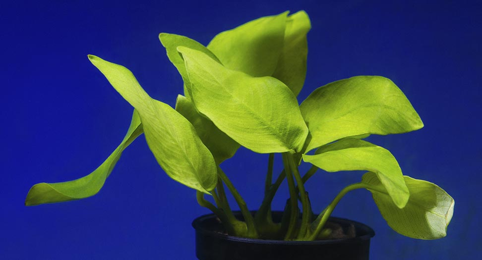 Plant Spotlight: Anubias barteri “Gold”
