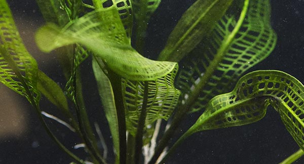 Plant Spotlight: “Madagascar Lace Plant”, Aponogeton madagascariensis
