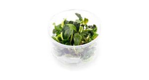 Utilizing tissue cultured offerings of plants like this Bucephalandra sp. "Green Wavy", aquascapers avoid the pitfalls of pesticides, algae and snails.