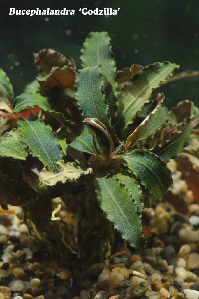 Bucephalandra sp. "Godzilla"