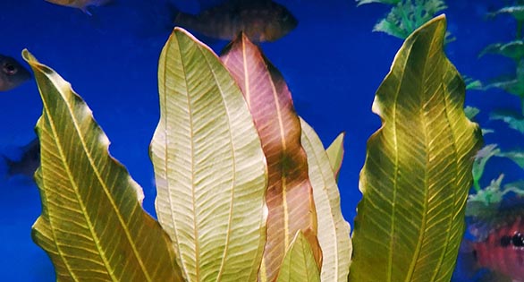 Plant Spotlight: “Gold Melon Sword Plant”, Echinodorus osiris