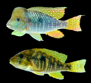Gymnogeophagus-jaryi-sp-nov-in-left-lateral-view-pair.png