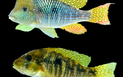 Gymnogeophagus jaryi: A Stunning New Eartheater Species