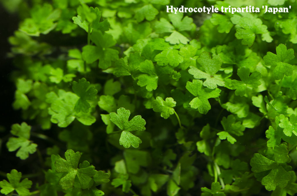 Hydrocotyle tripartita "Japan": an ideal carpeting plant.