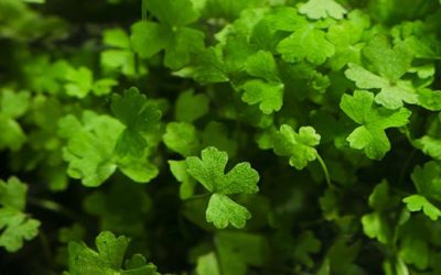 Plant Spotlight: Hydrocotyle tripartita ‘Japan’