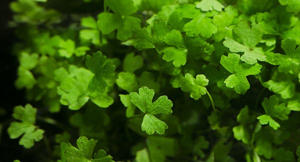 Plant Spotlight: Hydrocotyle tripartita ‘Japan’