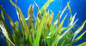 Hygrophila corymbosa "Angustifolia"