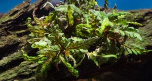 Should aquarists consider the "Miramar Weed", Hygrophila pinnatifida, as an overlooked "fish-proof" aquatic plant?