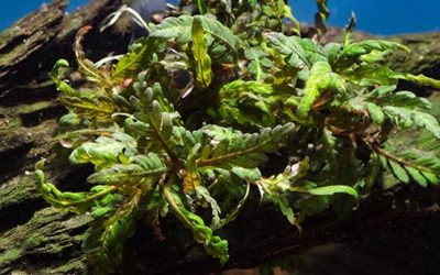 Plant Spotlight: Hygrophila pinnatifida “Miramar Weed”