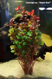 Ludwigia sp. "Super Red"