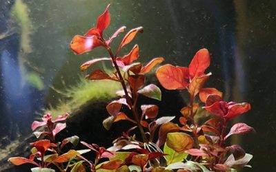 Plant Spotlight: Ludwigia sp. “Super Red”