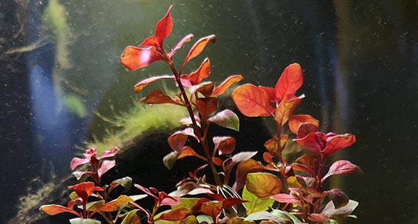 Plant Spotlight: Ludwigia sp. “Super Red”
