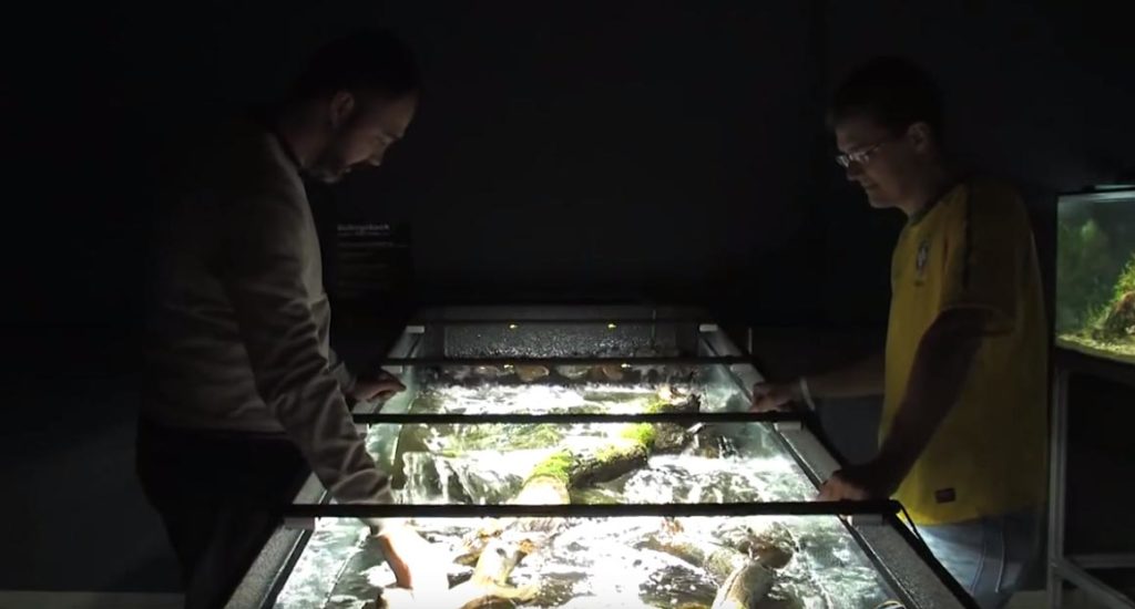 Leandro Sousa and Mark Sabaj Peréz standing over the iconic river-rapids aquarium at the Panta Rhei Fishhouse in 2013.