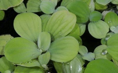 Plant Spotlight: “Water Lettuce”, Pistia stratiotes