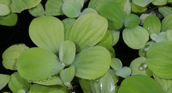 Plant Spotlight: “Water Lettuce”, Pistia stratiotes